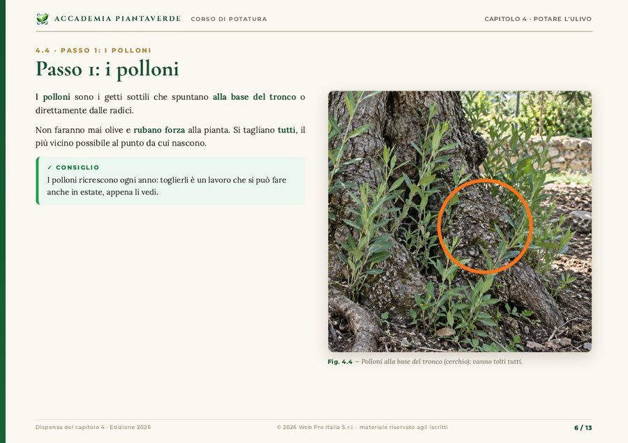 Pagina del capitolo 4: i polloni