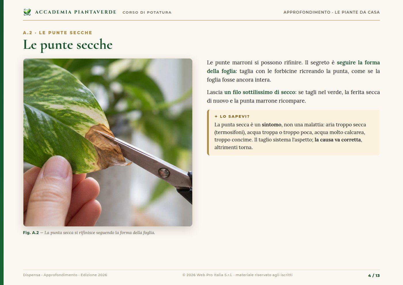 Pagina dell'approfondimento: le punte secche